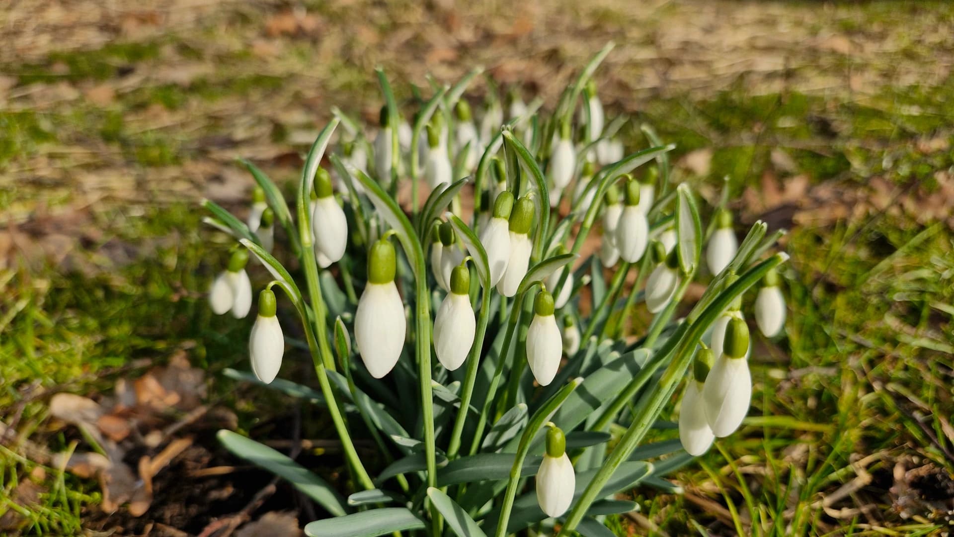 Spring is early