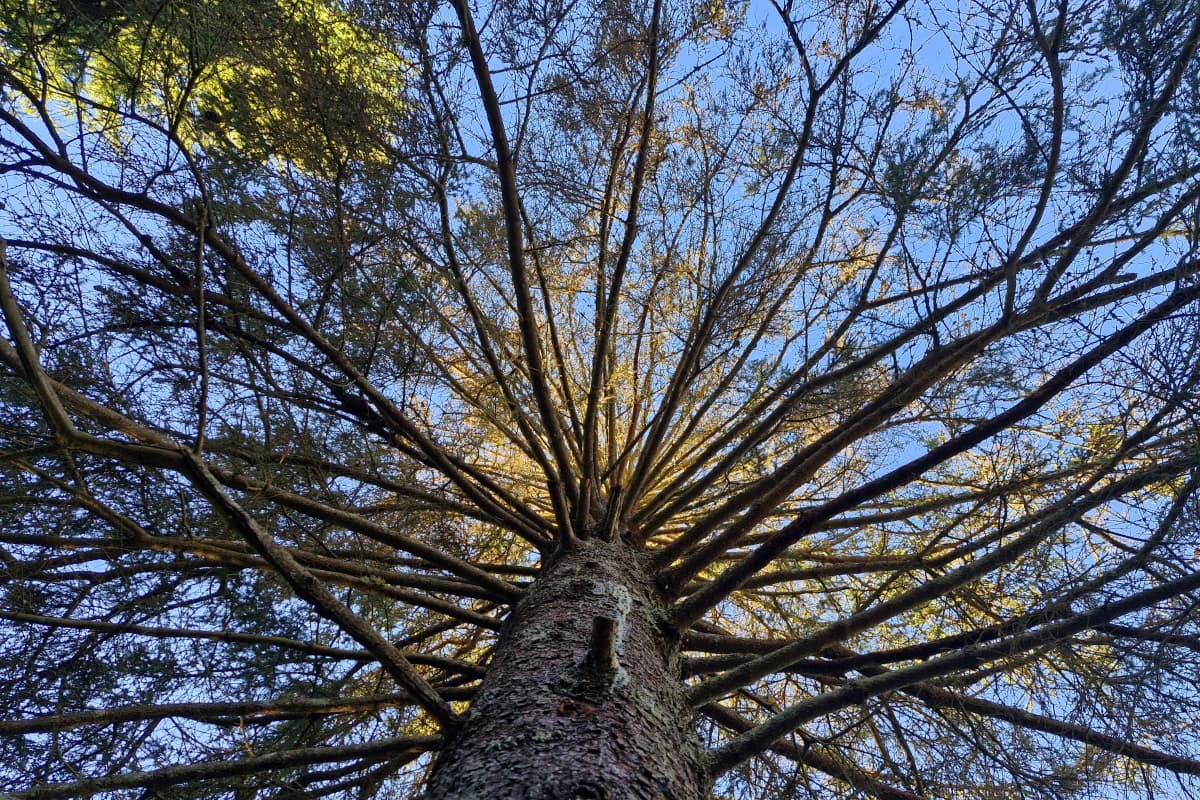 Damn you, bark beetle! Part 1