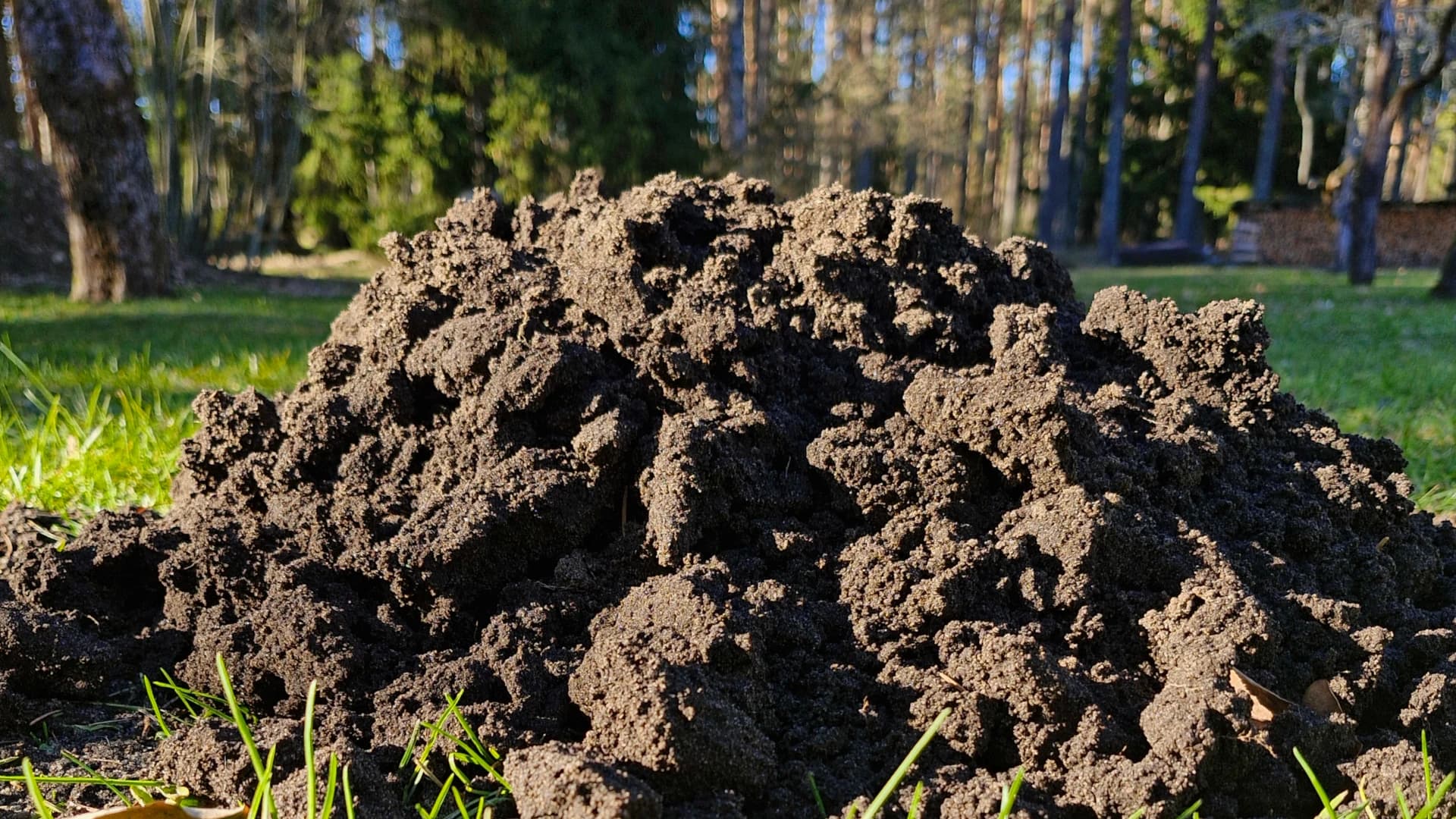 Mole in a hole