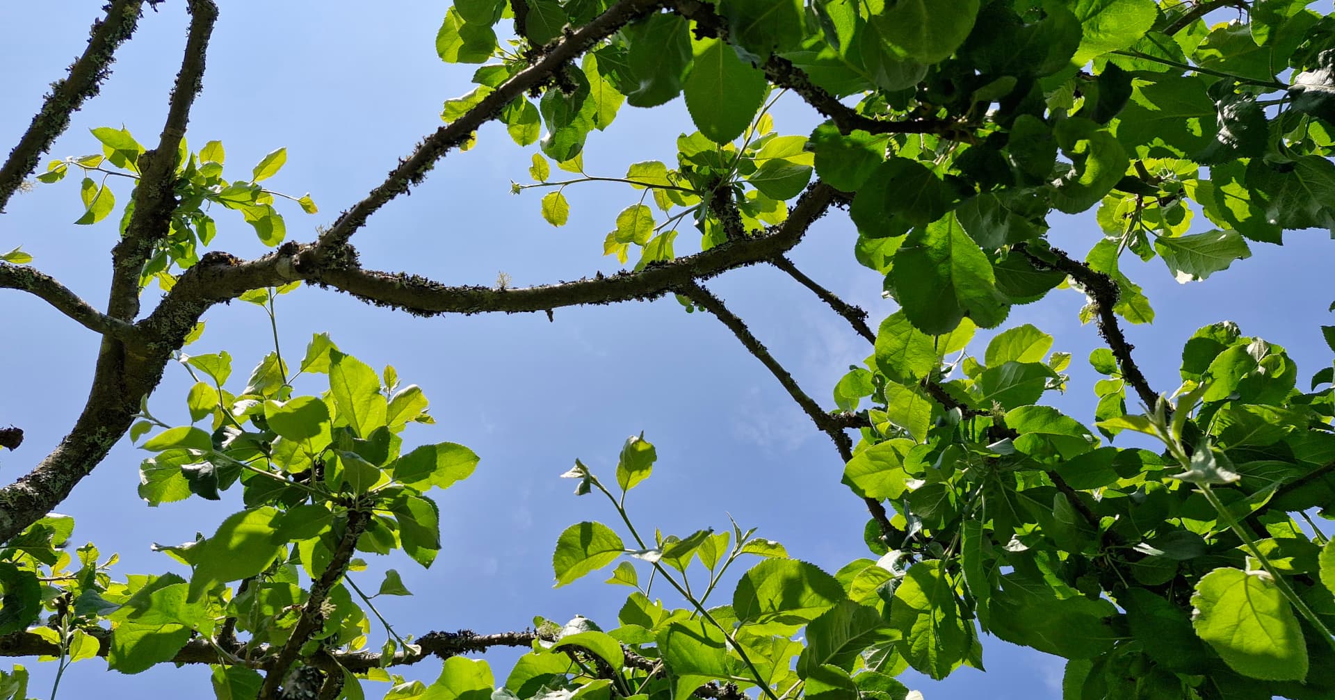 How I prune our apple trees