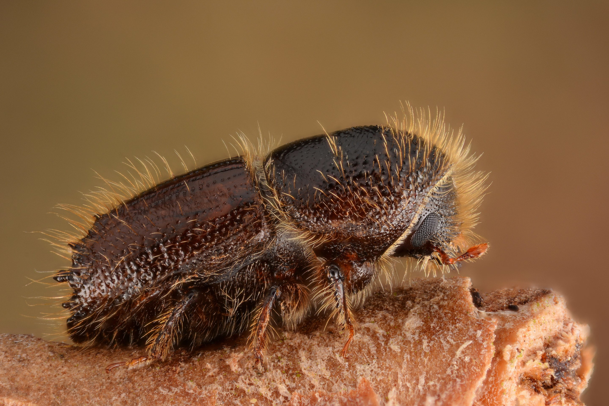 Close-up photo of Ips-typographus, the bark beetle
